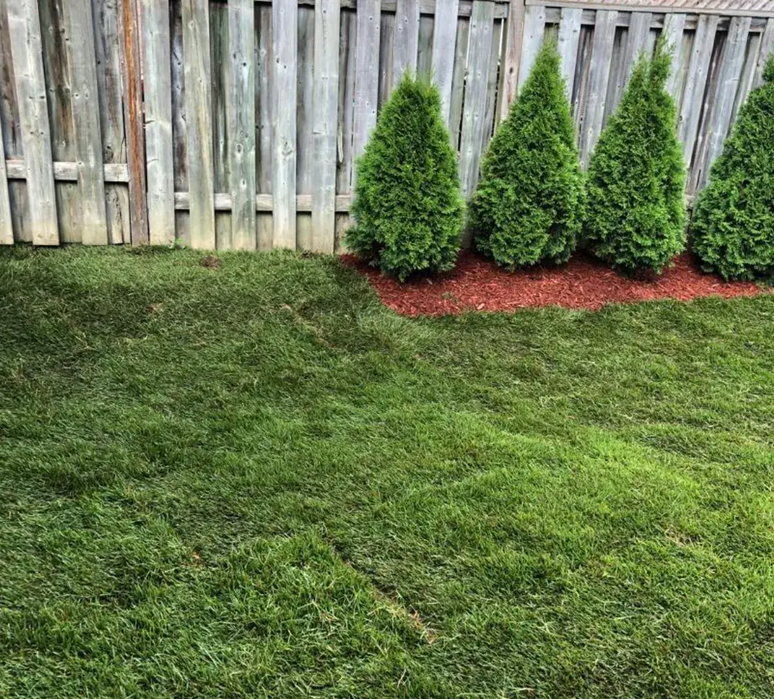 Newly planted cedar shrubs in a fresh mulch bed