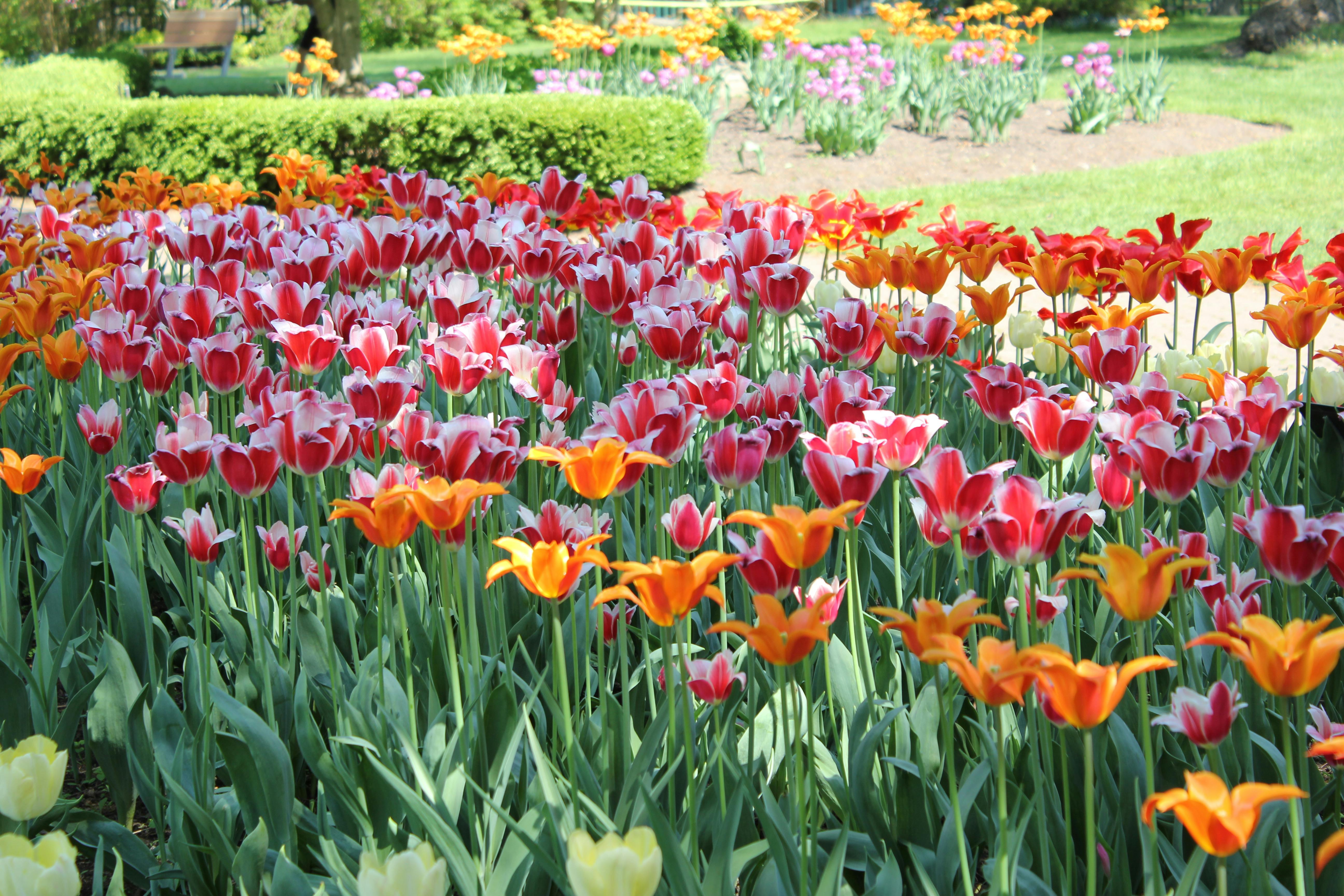 Flower beds
