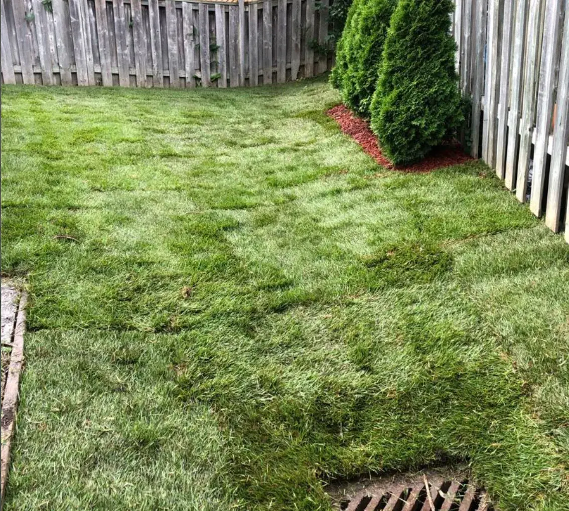 Freshly laid sod lawn with cedar shrubs along the fence