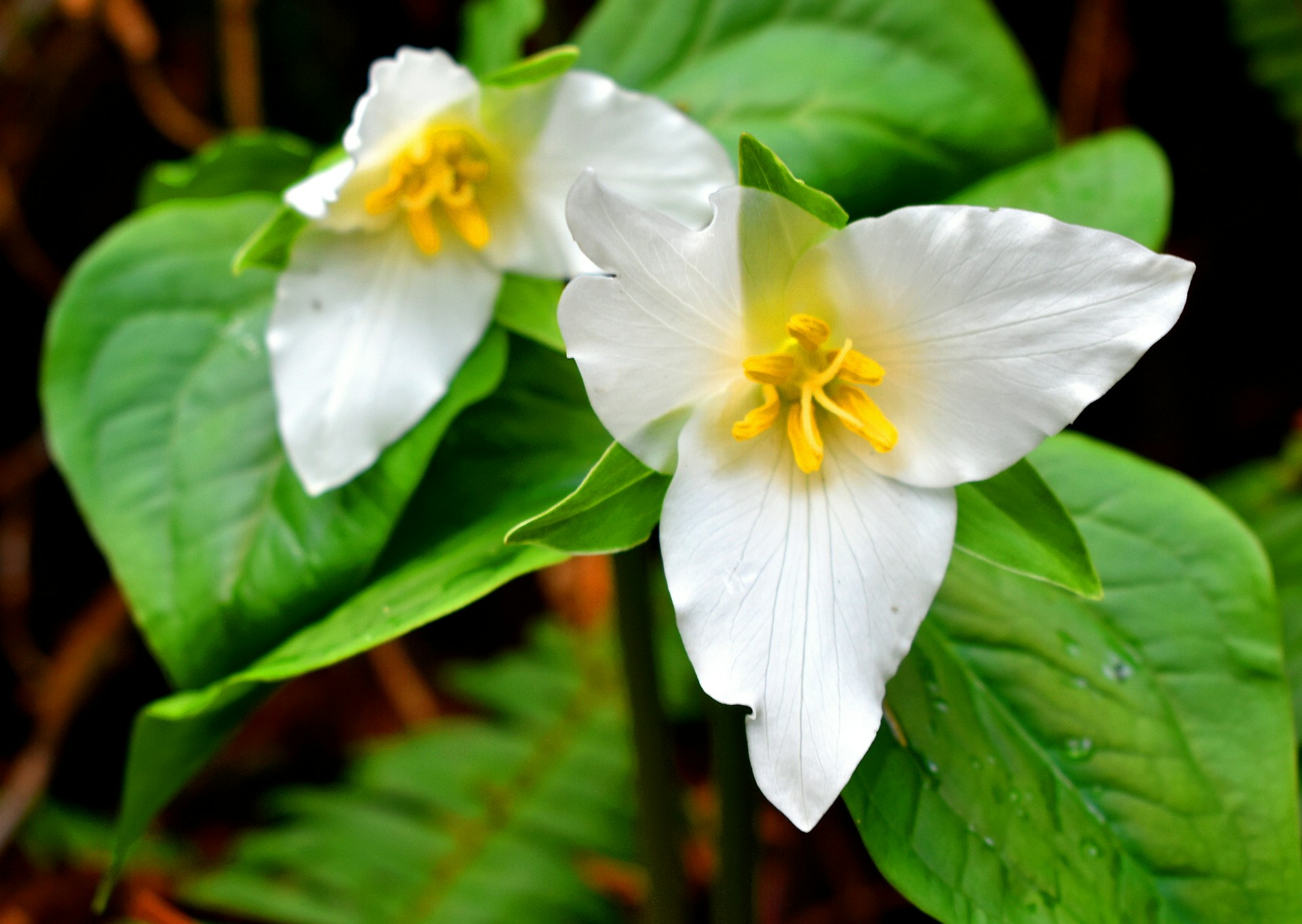 Trillium - Ontario's provincial flower